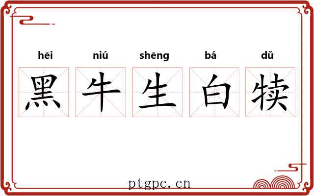 黑牛生白犊
