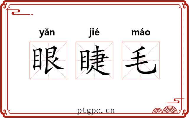 眼睫毛 眼睫毛