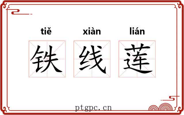 铁线莲 铁线莲