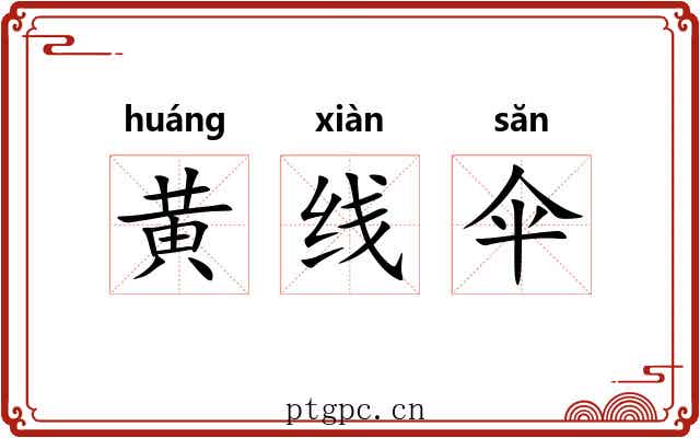 黄线伞