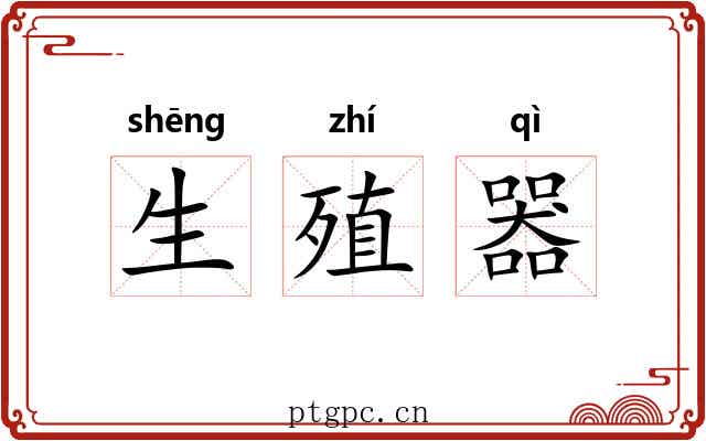 生殖器