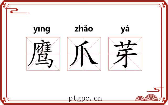 鹰爪芽 鹰爪芽