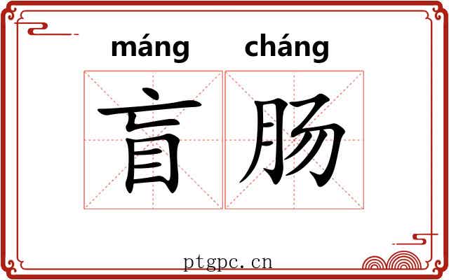 盲肠