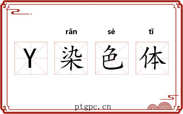 Y染色体 Y染色体