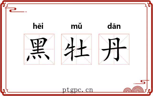 黑牡丹