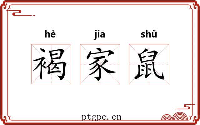 褐家鼠