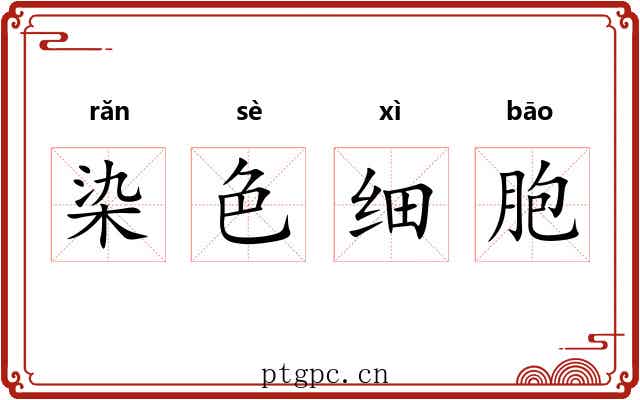 染色细胞 染色细胞