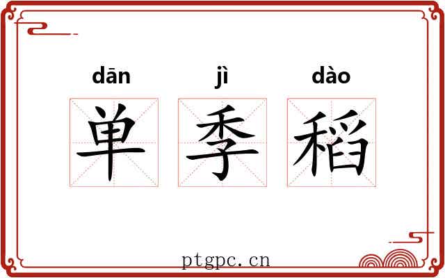 单季稻