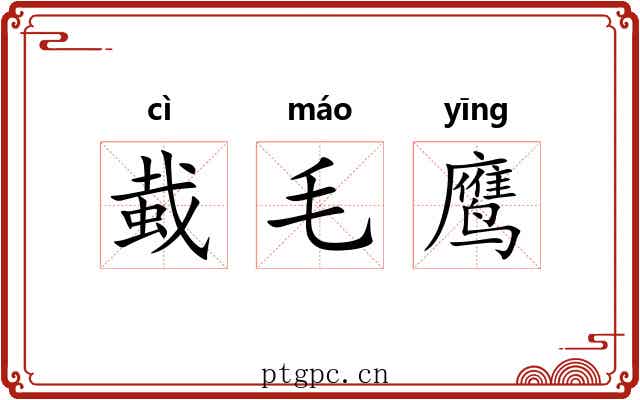 蛓毛鹰