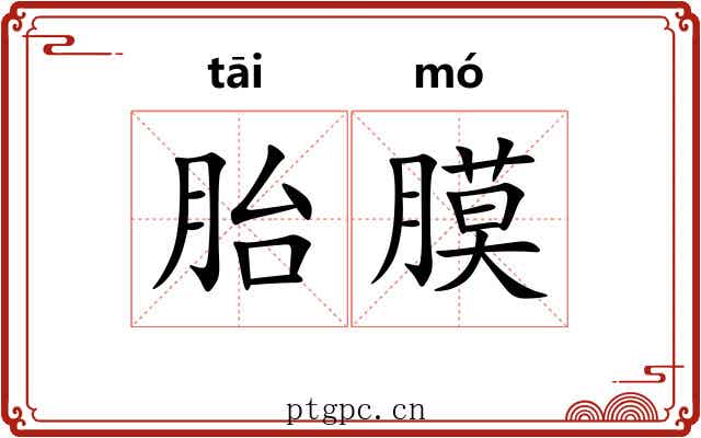 胎膜