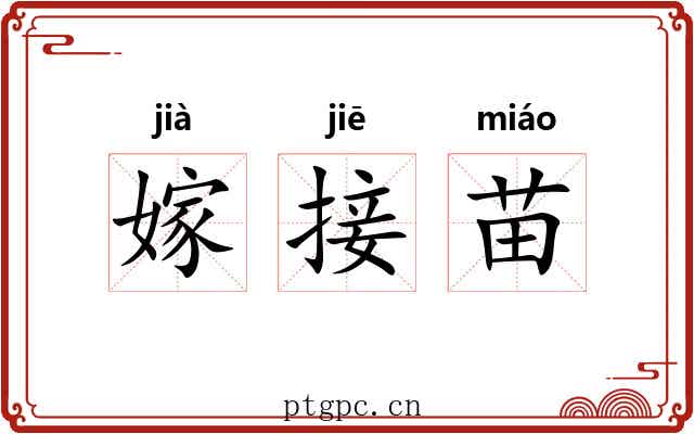 嫁接苗 嫁接苗