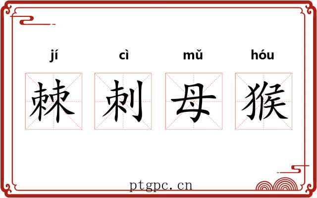 棘刺母猴 棘刺母猴