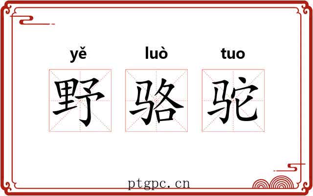 野骆驼