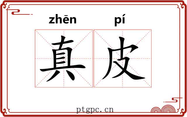 真皮 真皮