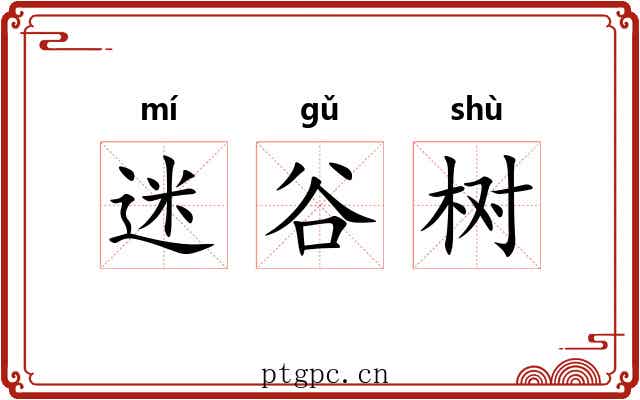 迷谷树