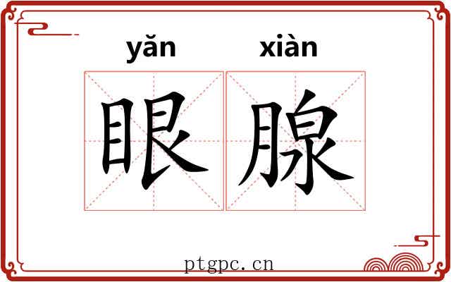 眼腺 眼腺