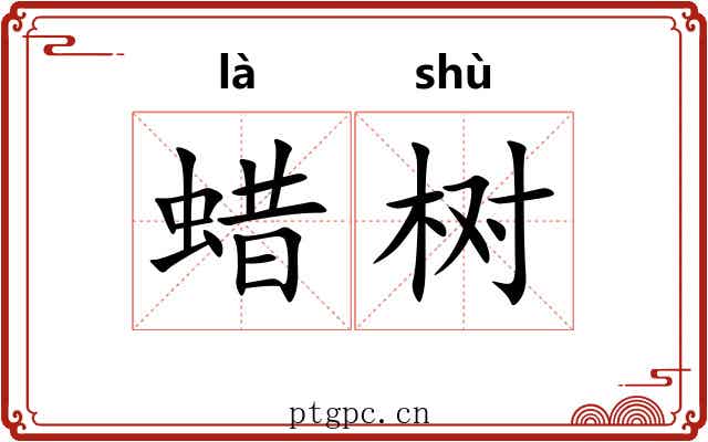 蜡树