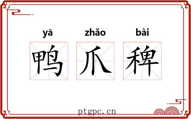 鸭爪稗 鸭爪稗