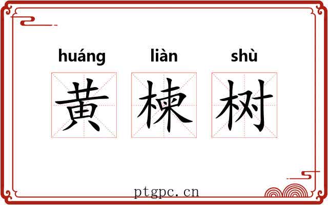 黄楝树 黄楝树