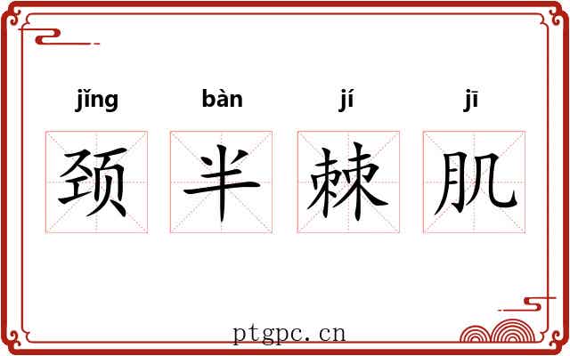 颈半棘肌