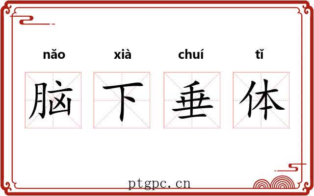 脑下垂体