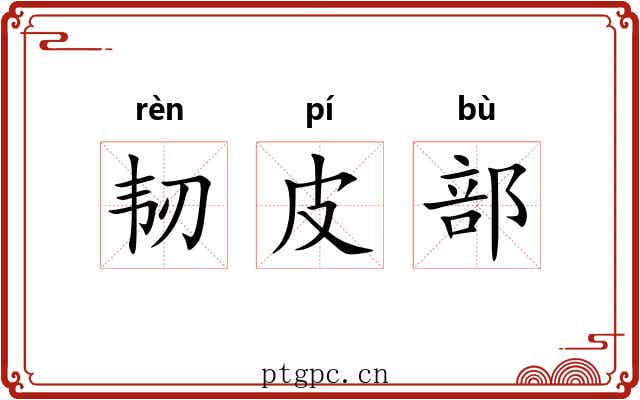 韧皮部 韧皮部