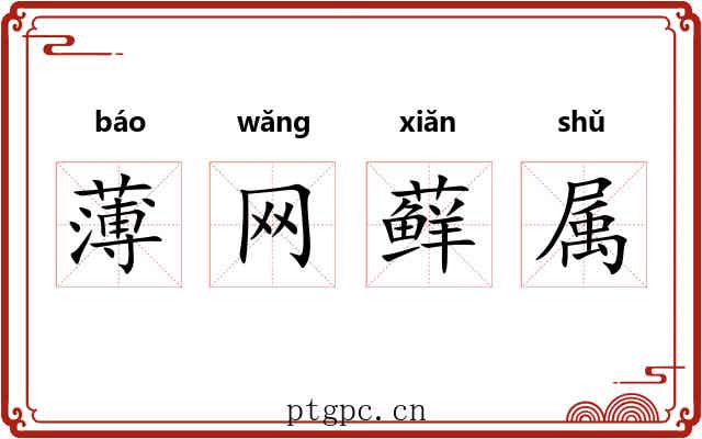 薄网藓属