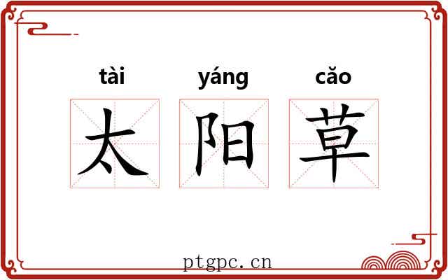 太阳草 太阳草