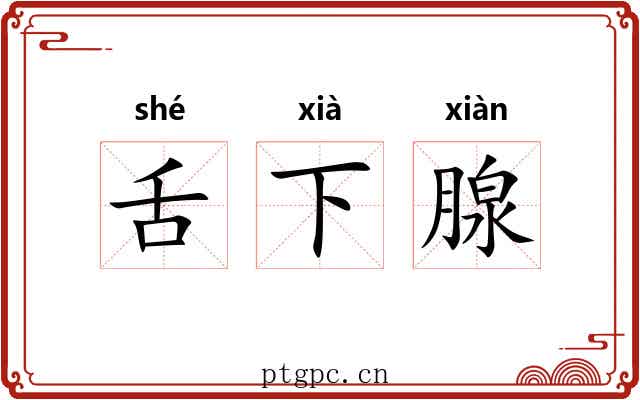 舌下腺