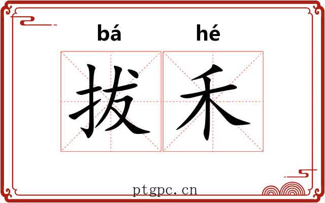 拔禾