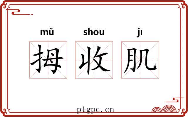 拇收肌