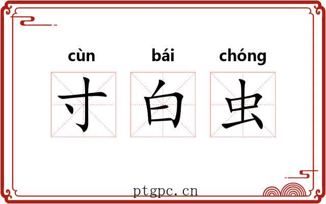 寸白虫
