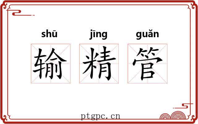 输精管
