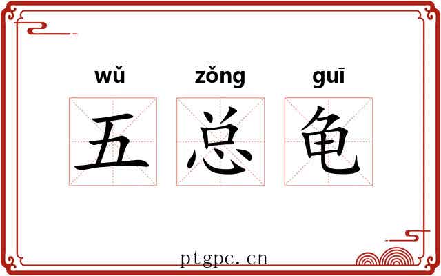 五总龟