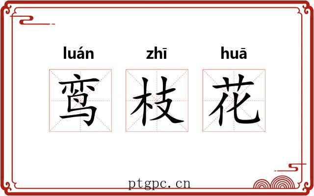 鸾枝花