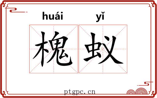 槐蚁