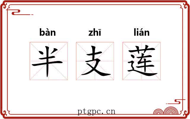 半支莲 半支莲