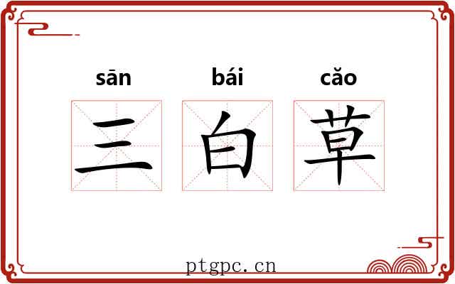 三白草