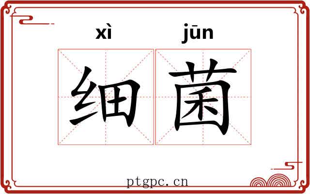 细菌 细菌