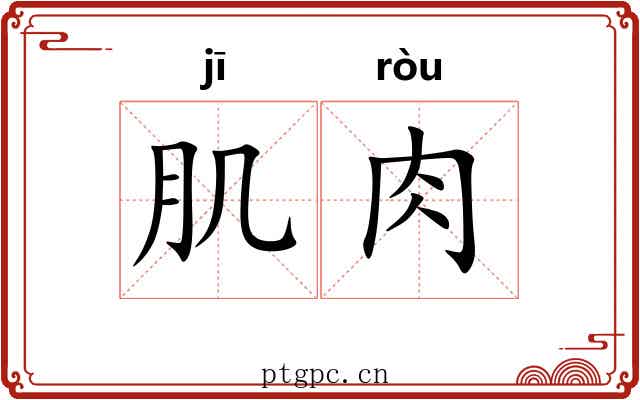肌肉 肌肉