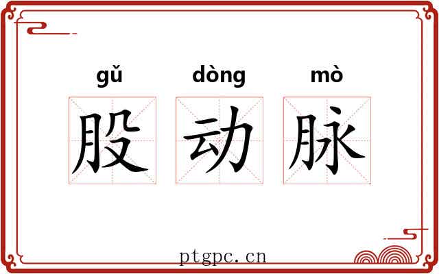 股动脉