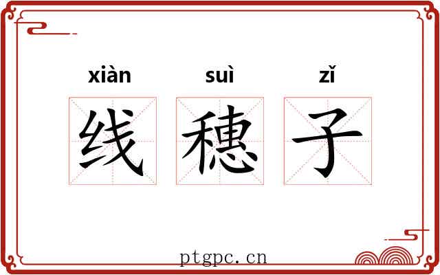 线穗子 线穗子