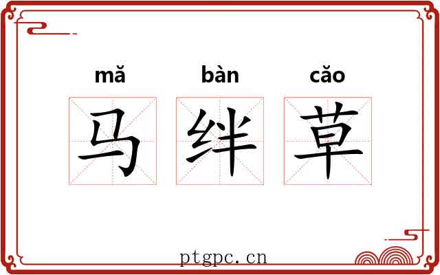 马绊草 马绊草