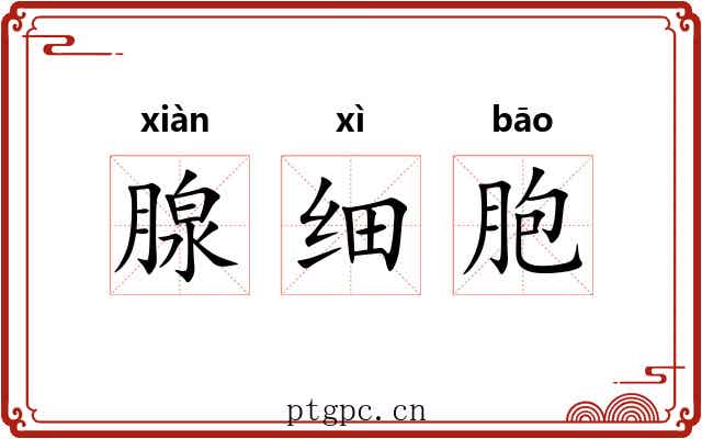腺细胞