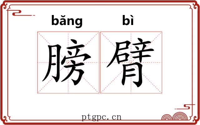 膀臂