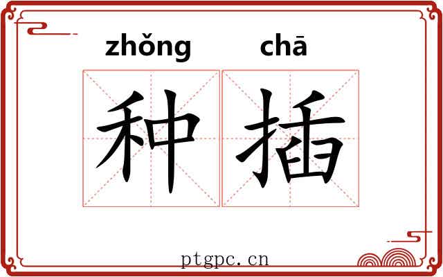 种插 种插