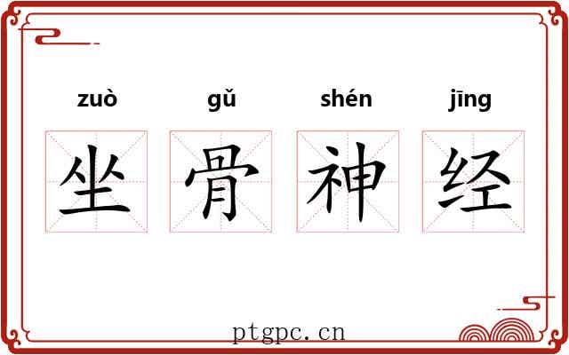 坐骨神经 坐骨神经