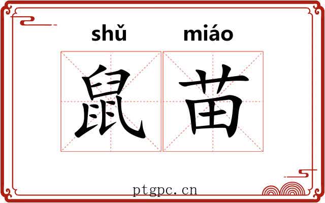 鼠苗