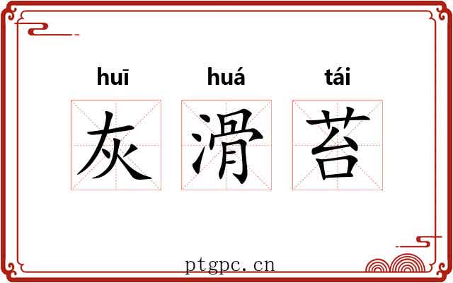 灰滑苔