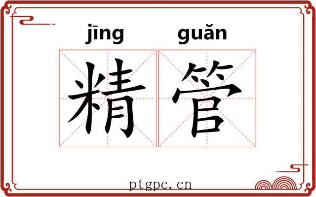 精管 精管